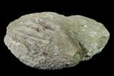 Fossil Crinoid (Eucalyptocrinites) Crown - Indiana #135582-2